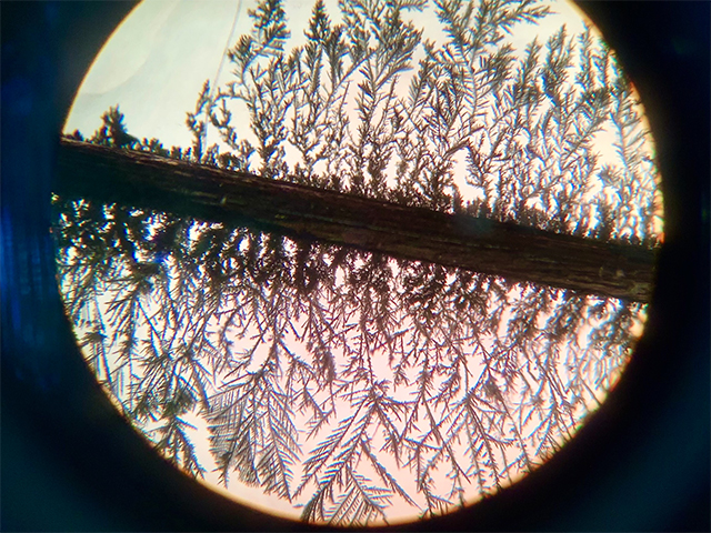 顕微鏡で銀樹を観察しました
