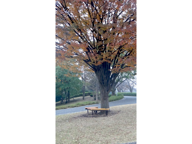 稲城中央公園に設置されたベンチ
