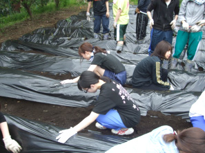 「農園体験」で、シートに土を被せる学生