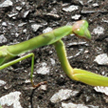 カマキリ