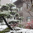 東京で54年ぶりの11月降雪