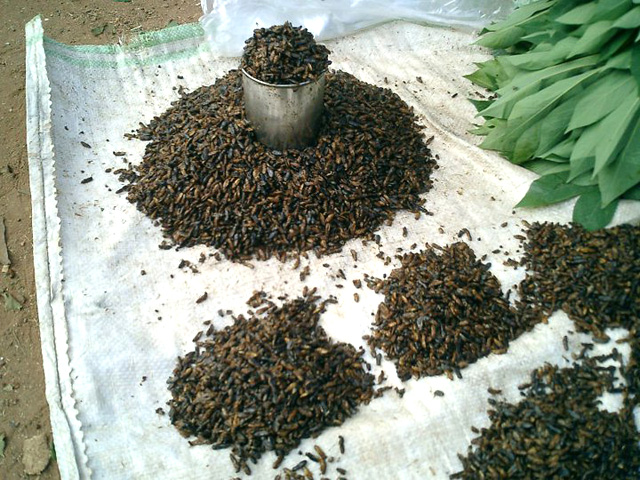 南スーダンのマーケットで見つけた貴重なカルシウム源(虫です)。