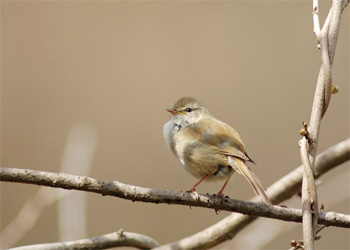 の 鳴き声 ウグイス ウグイスの冬の間の鳴き声はどんな鳴き声？