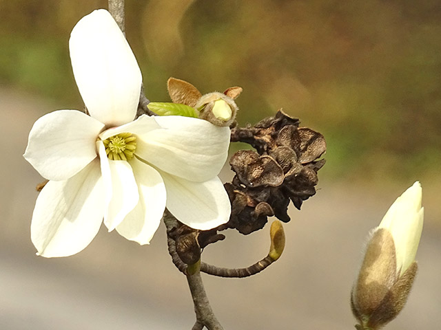 早春に咲くこぶしの花（駒沢学園構内）