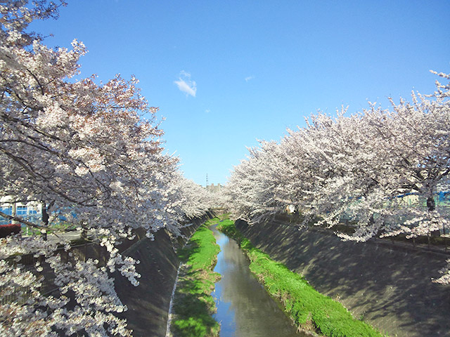 稲城市・三沢川さくら通りの桜
