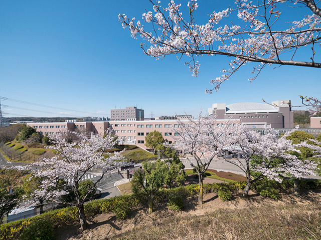 桜の花が満開のキャンパス