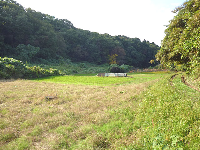 大学北側に残る薄葉谷戸の近景