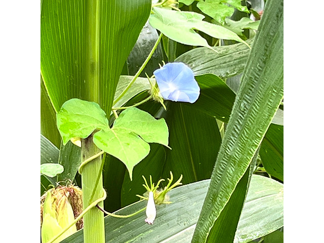 野の花1