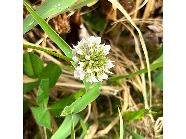 野の花3