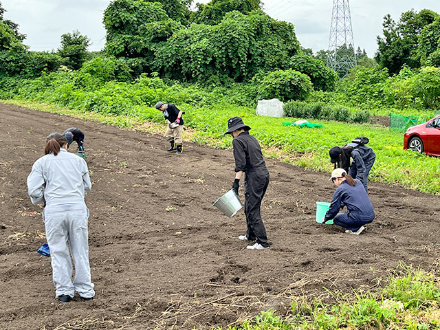 他のみんなは畑の石拾い