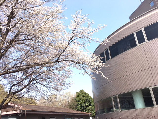 ランチしながら楽しめる学生食堂前の桜