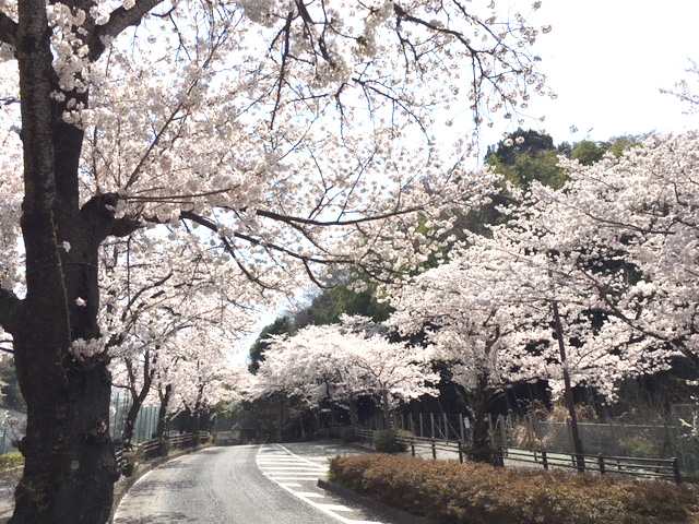 学園の坂下で新入生を迎えてくれた桜