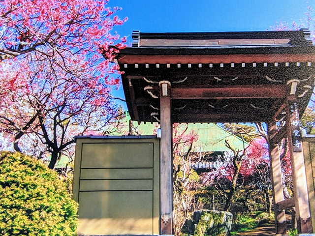 妙覚寺で頂いた梅の写真