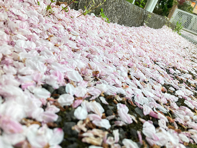 「また、これが見れますように。」