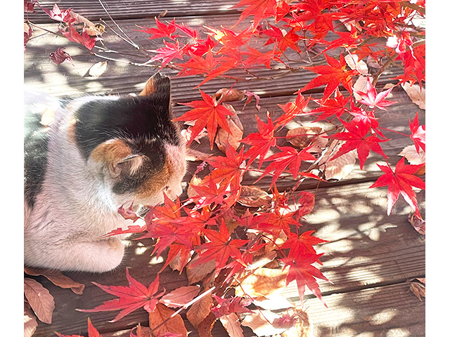 「風の家」のぬれ縁で寛ぐ地域猫に和みます