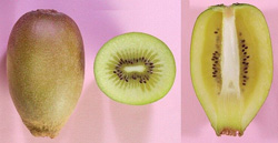 ゼスプリ・ゴールド：果頂部（写真では下端）が突き出した独特の果形と薄い黄色の果肉色が特徴的．緑色のキウイフルーツよりもビタミンCが豊富．