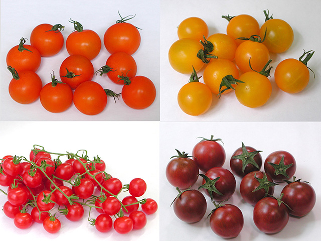トマトの多様な品種・系統