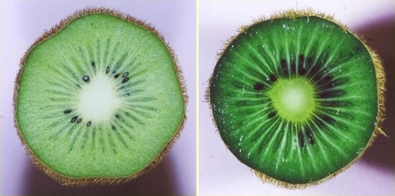 収穫直後の未熟果（左）と追熟後の適熟果（右）