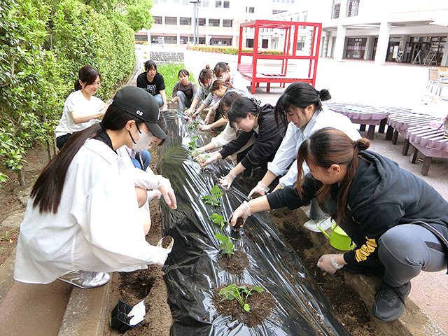 真剣に苗を植える学生たち