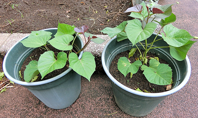 オープンキャンパス参加者の方に植えていただいた苗