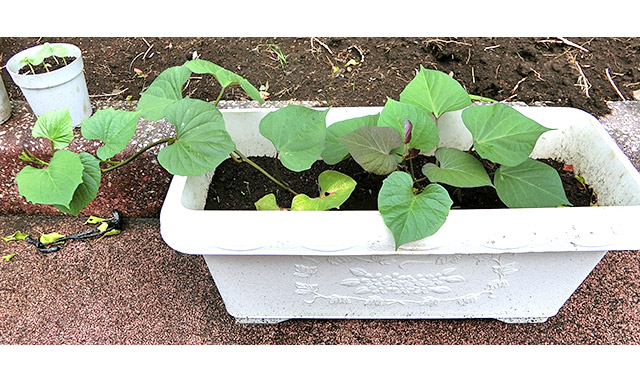 オープンキャンパス参加者の方に植えていただいた苗