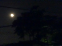 松林の月