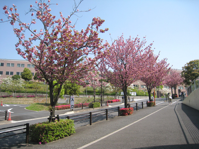 大学正門前の八重桜