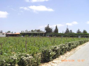 レバノンのブドウ畑