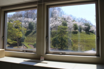 研究室の窓から、満開の桜に大感激