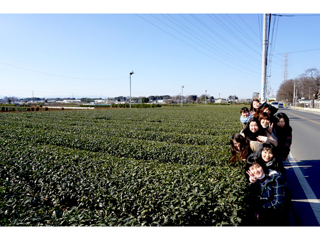 工房への道すがら、茶畑を発見！！青空と狭山茶畑、最高の風景。