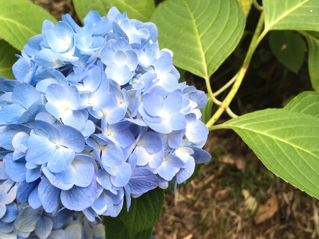 想像以上のさまざまな種類の紫陽花に、びっくり！