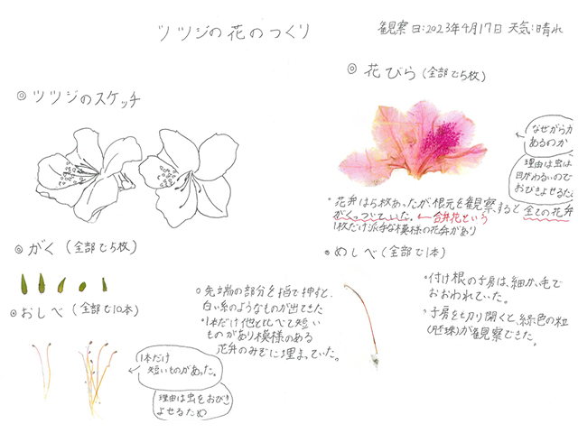 作成した花のつくりレポート