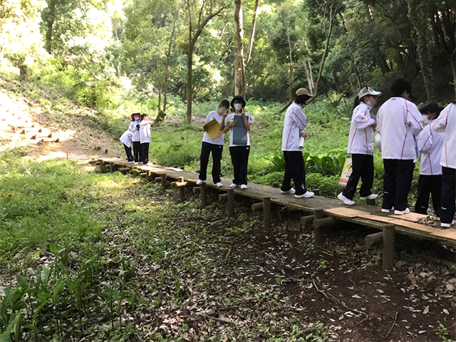 小川周辺にはさまざまなシダ植物・コケ植物が生えていました