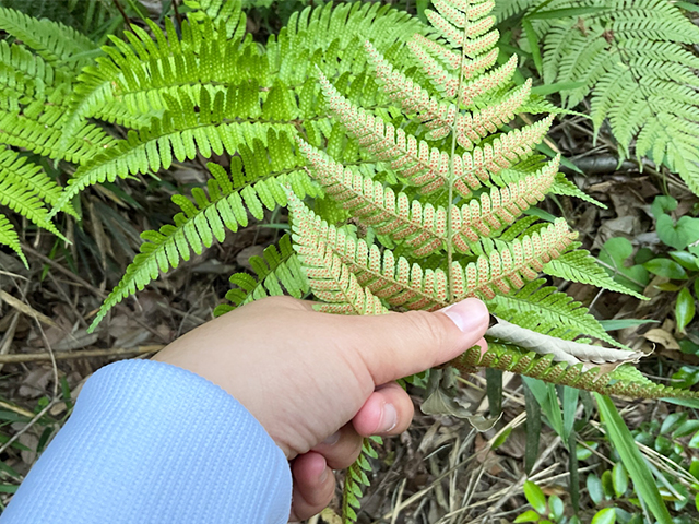 生徒が発見したイヌワラビ（シダ植物）。葉の裏の胞子のうも確認できます