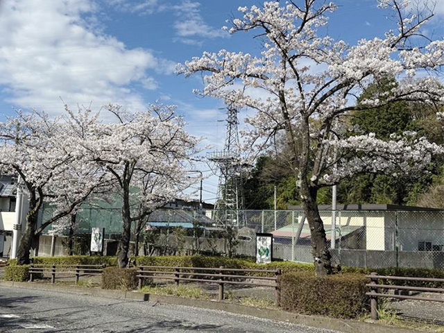 駒沢学園坂下の桜