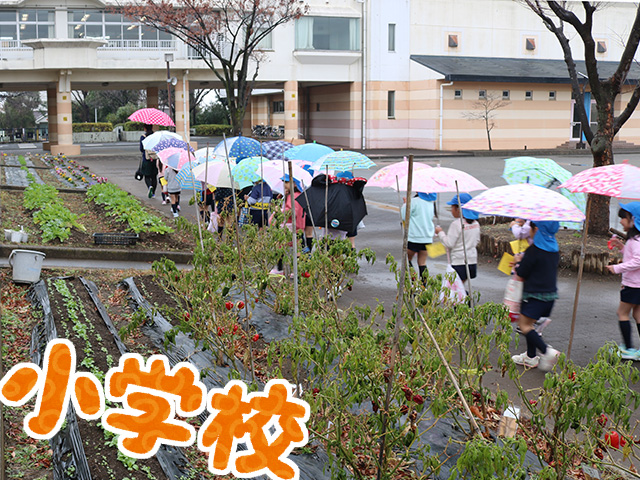 向陽台小学校の