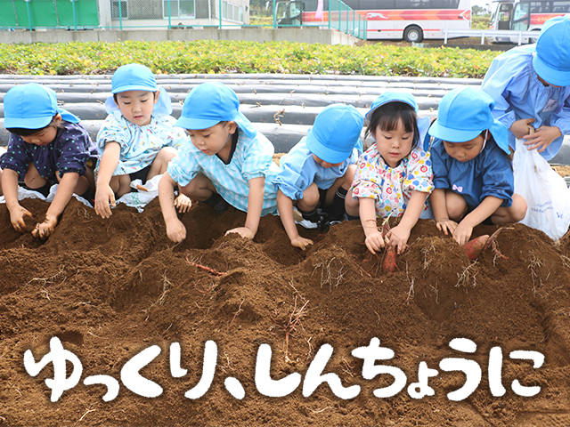 どんなお芋が出てくるかな？大きいかな？赤ちゃんお芋かな？