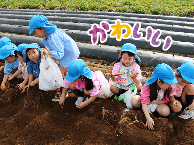 お芋の形はいろんな形があって面白いね。