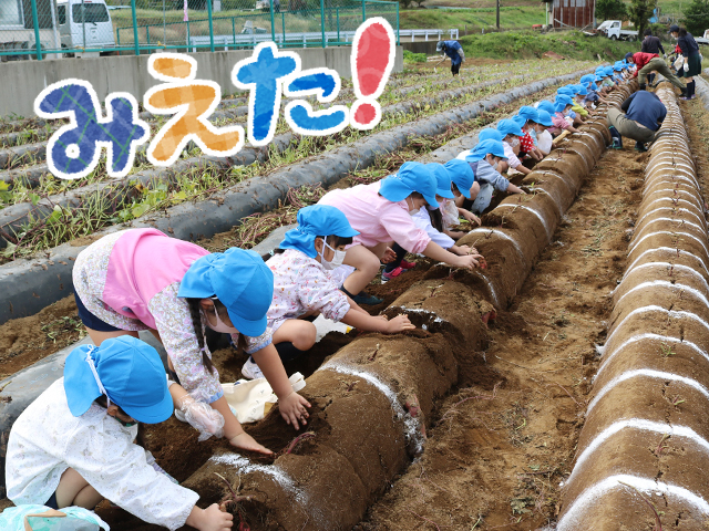 どんな形のお芋が埋まっているのかな？楽しみですね。（年長組）