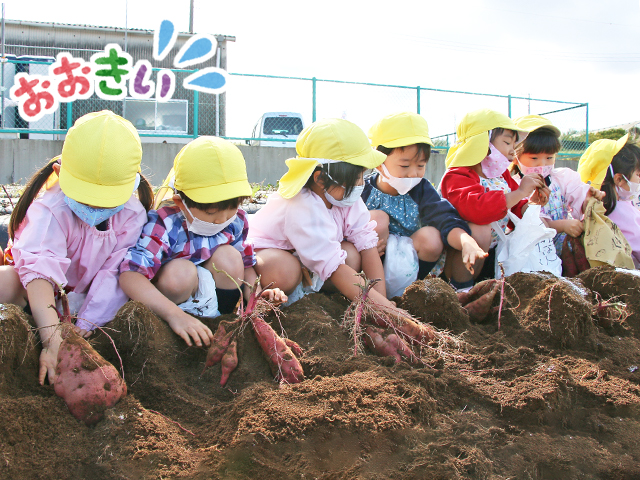 お芋が見えてきたら、周りの土を丁寧に落としていく子どもたち。（年中組）