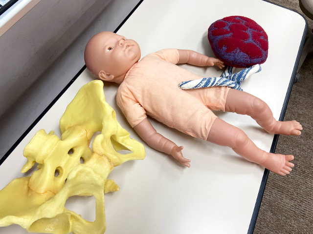 骨盤と胎盤と赤ちゃん人形。
お母さんの胎内からでてくる過程を学びました。
