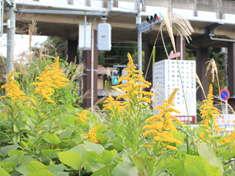 駒沢学園入口交差点付近に生息する外来植物セイタカアワダチソウ