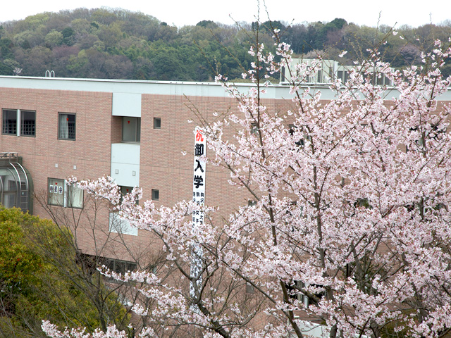 満開の桜