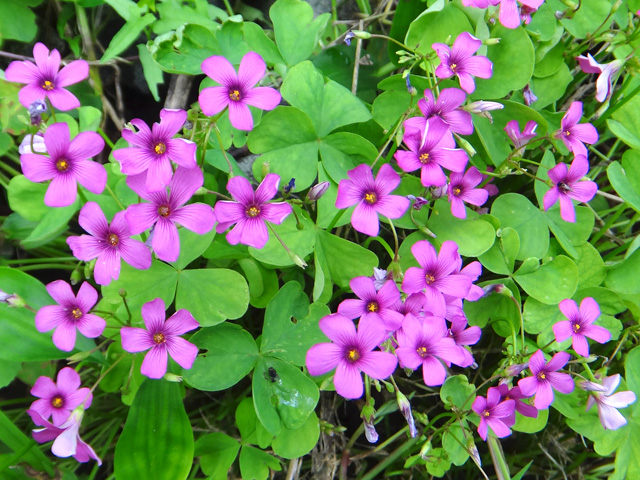 路傍に生える帰化植物のベニカタバミ