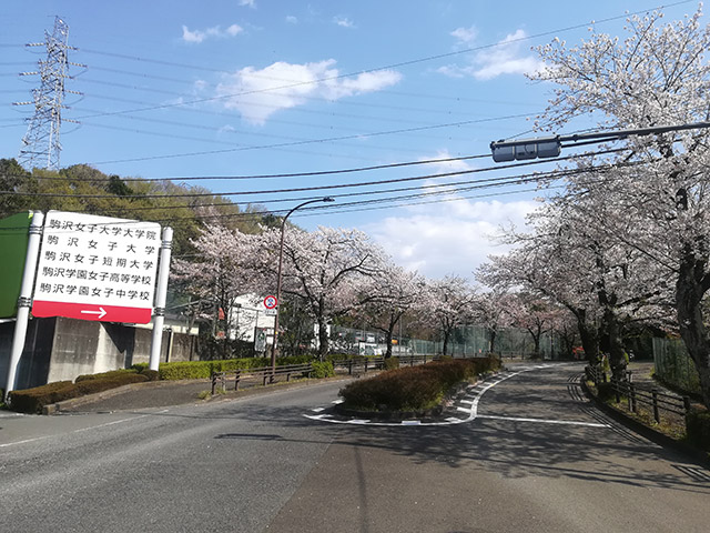 校門の桜並木（4月）