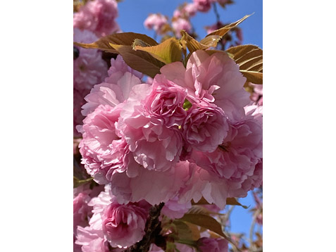 駒沢女子大学正門前の桜で