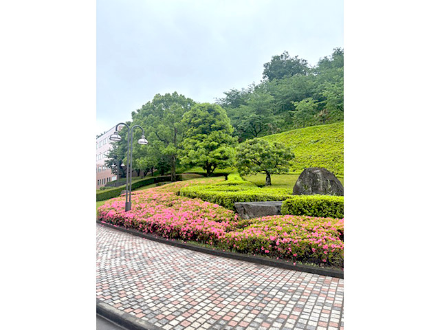 つつじの絨毯（学園入り口）