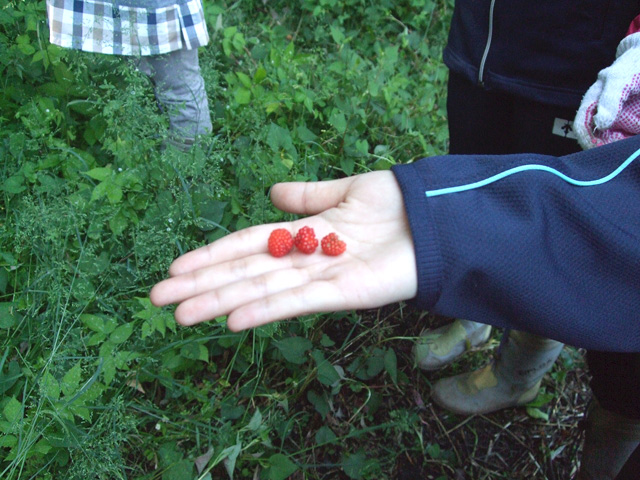 農園の木苺やさくらんぼが食べごろ