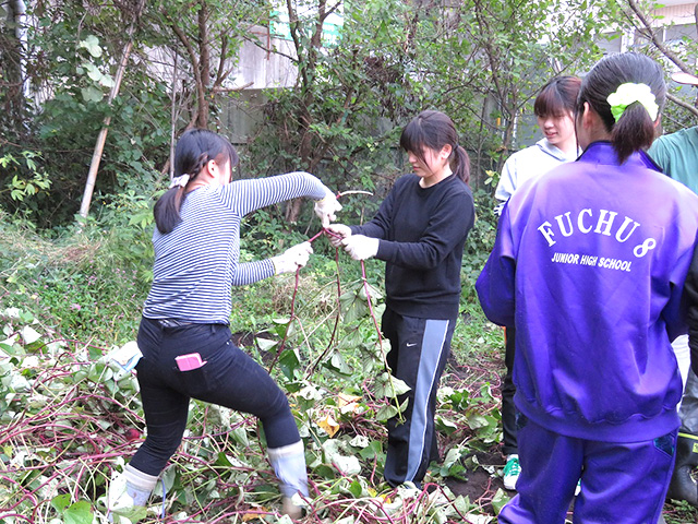 さつまいものつるを使った「つる相撲」が始まりました