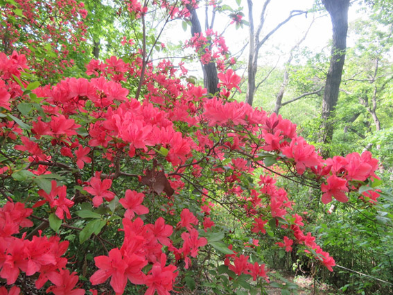 たくさんの草花と出会えました